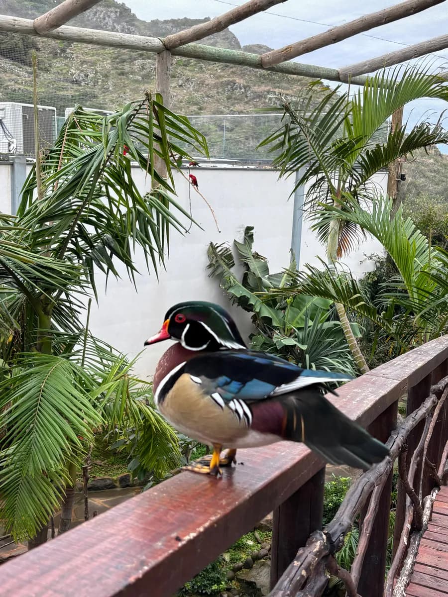 Colourful exotic bird perched on a railing at Ilha das Aves bird zoo in Madeira