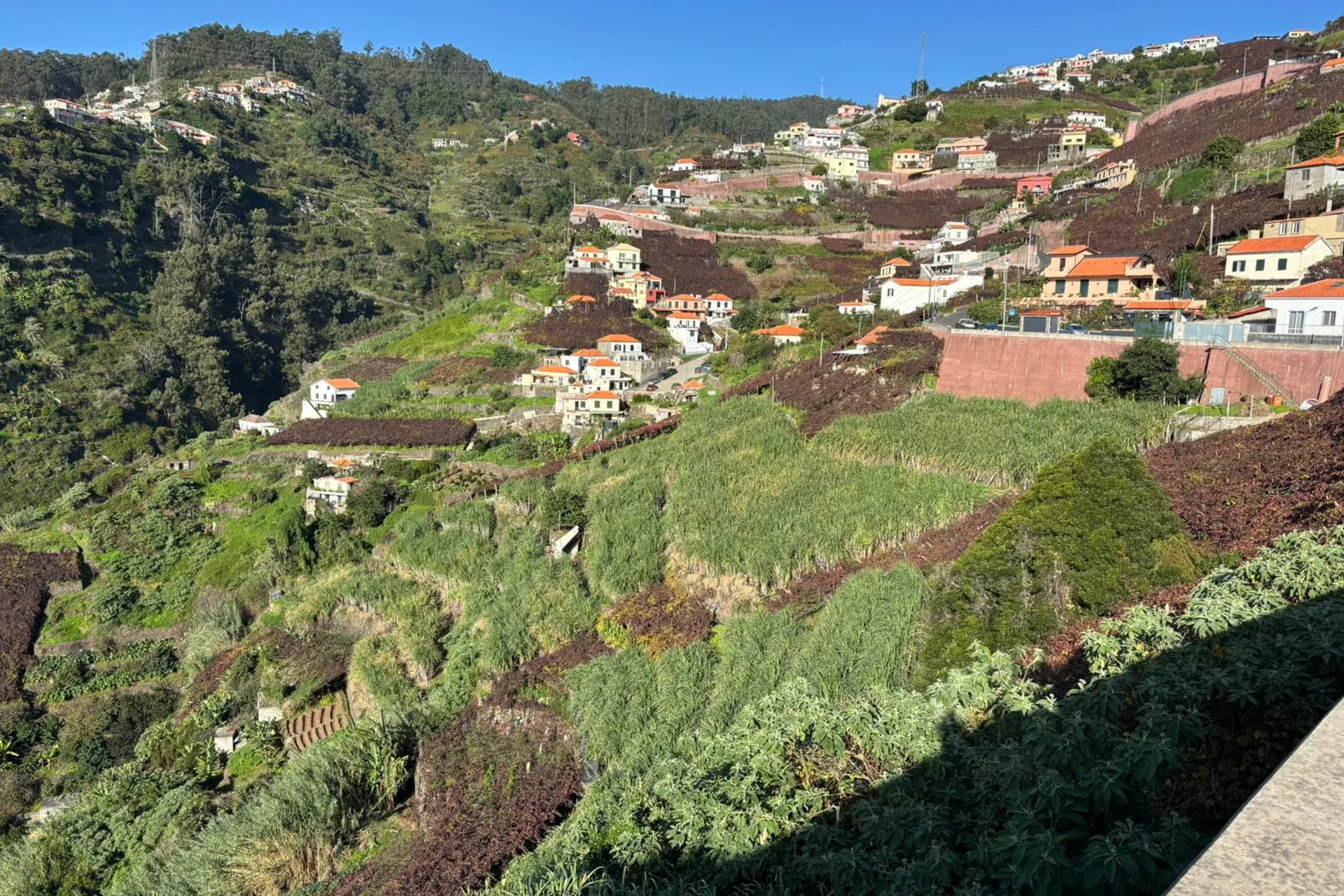 Terraced vineyard scenery in Madeira